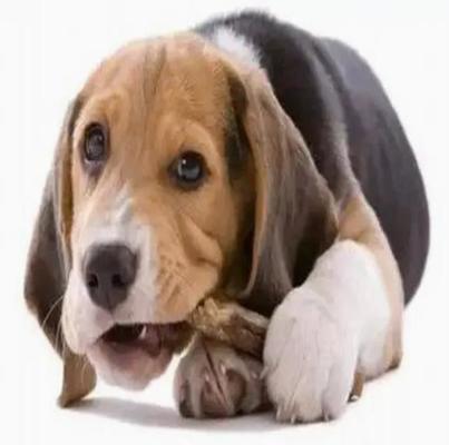 35-100KW পোষা প্রাণী চিউজ কুকুরের খাদ্য উৎপাদন মেশিন কুকুরের দাঁত স্বাস্থ্যের জন্য